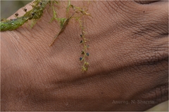 Utricularia exoleta
